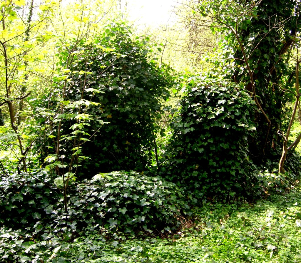 Headstones covered in ivy