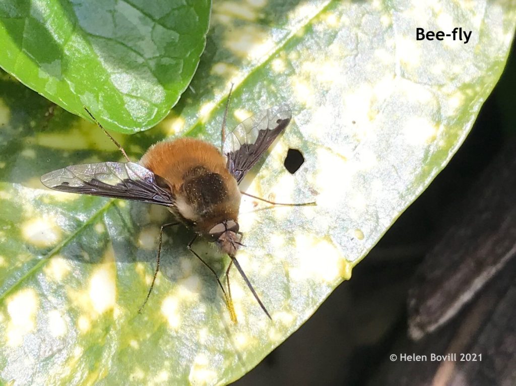 Bee-fly at rest