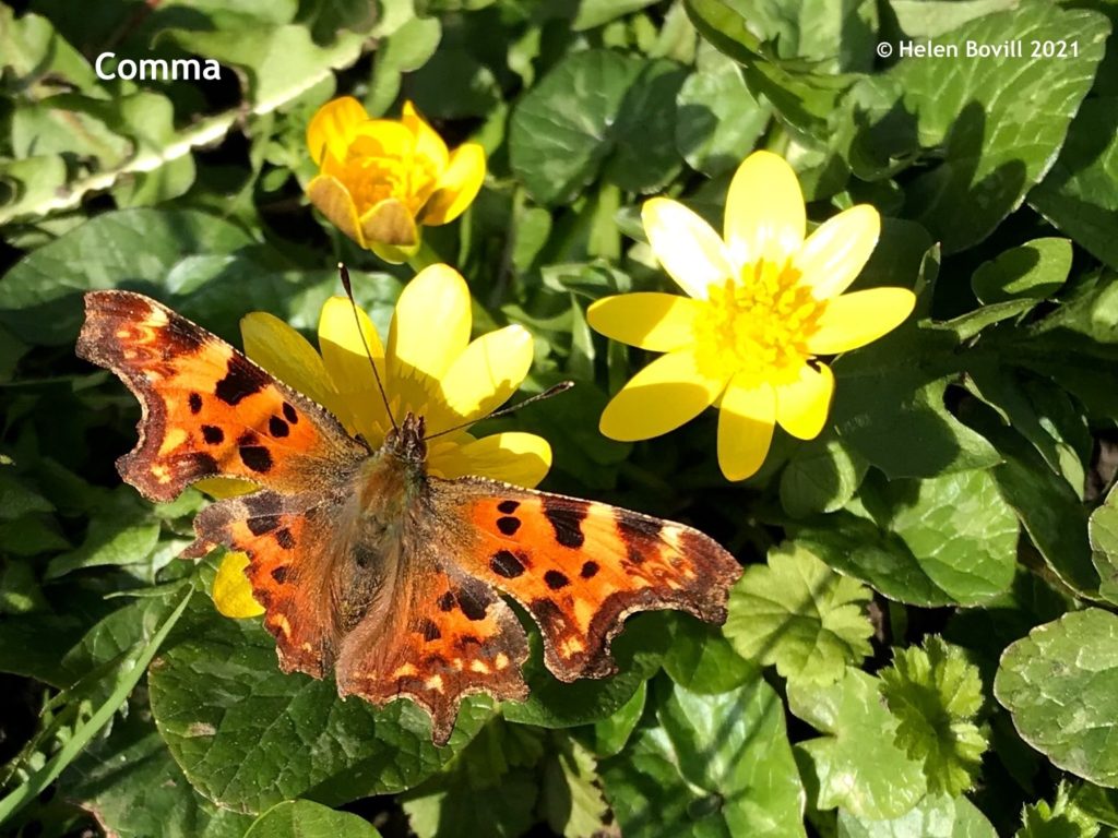 Comma butterfly on celadine