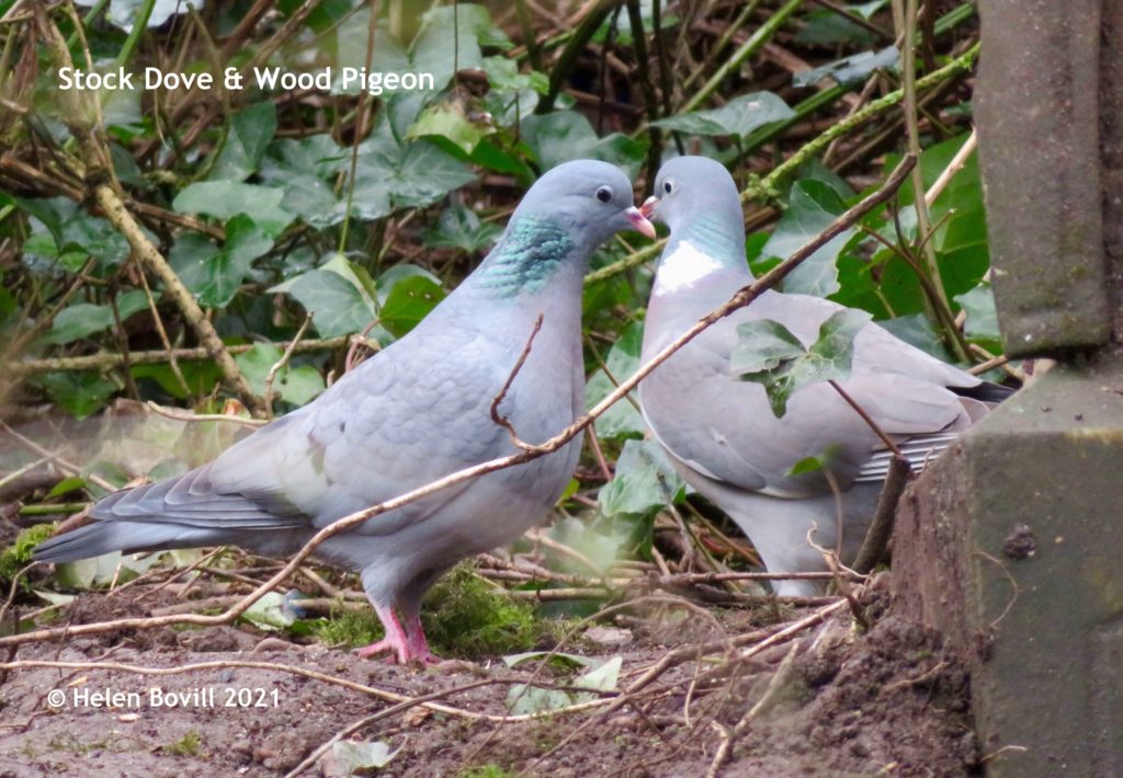 Pigeons and Doves