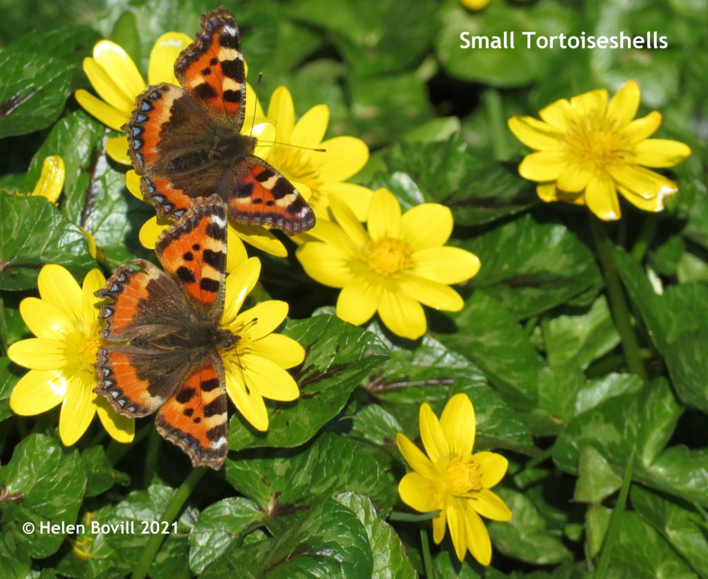 Small tortoiseshells