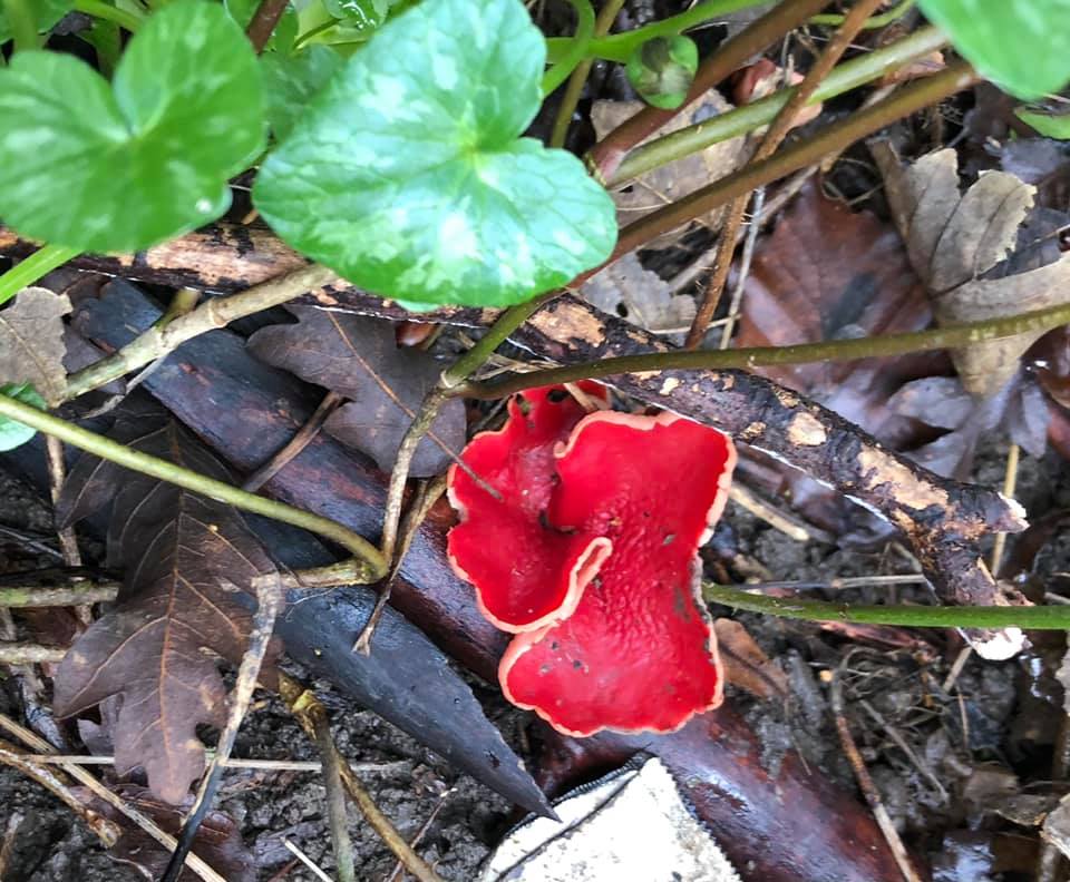 Scarlet Elf Cup fungi