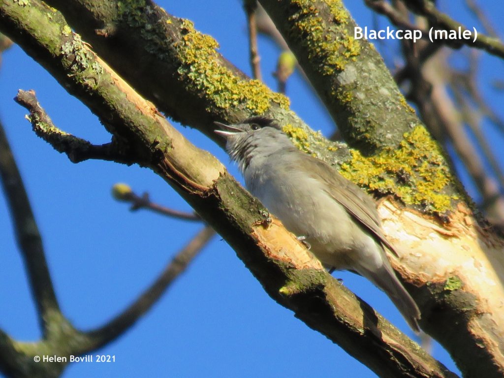 blackcap