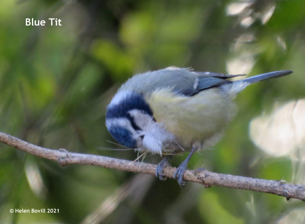 blue tit