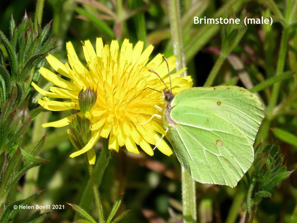 brimstone