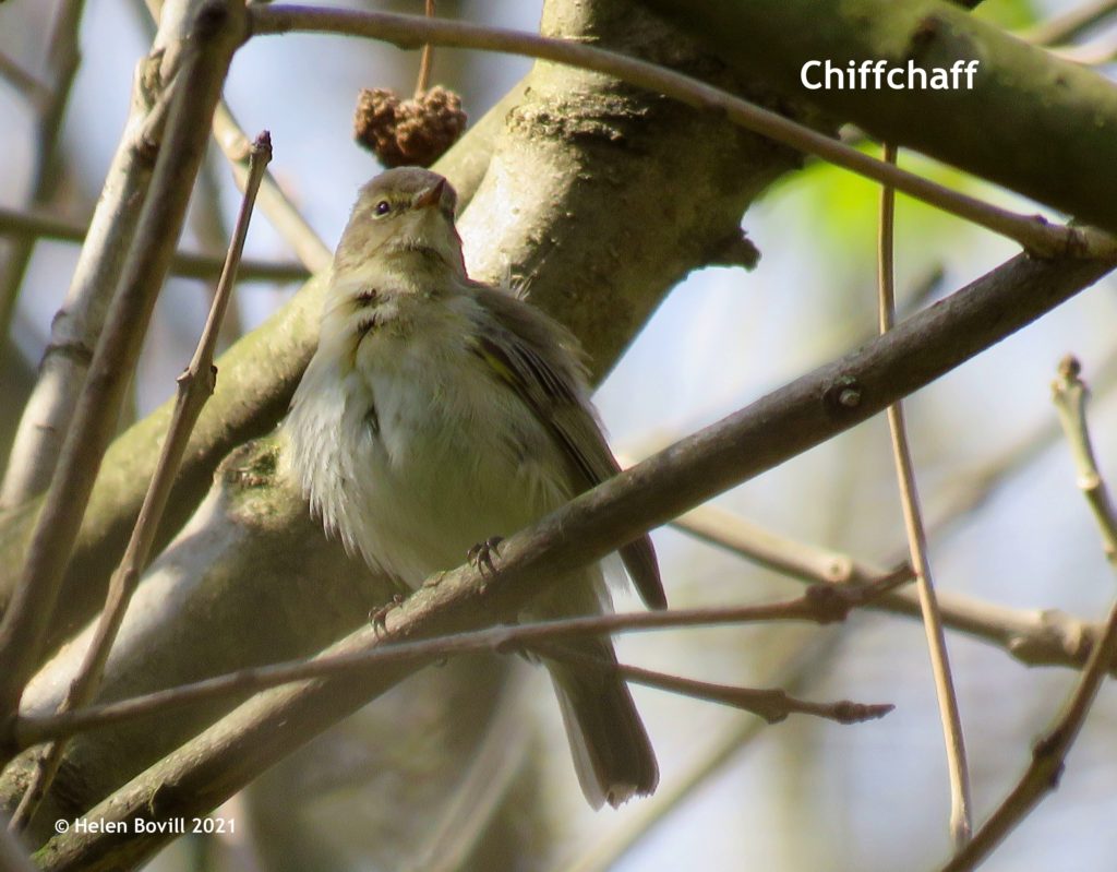 chiffchaff