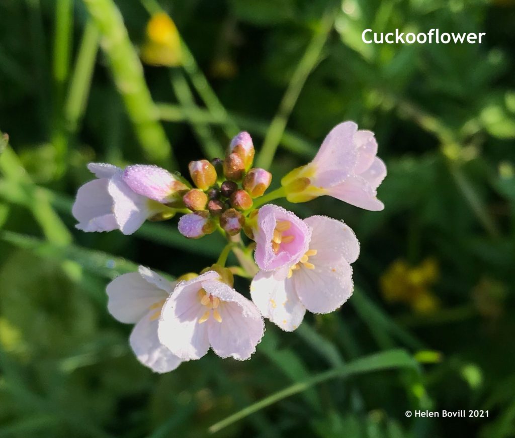 cuckooflower