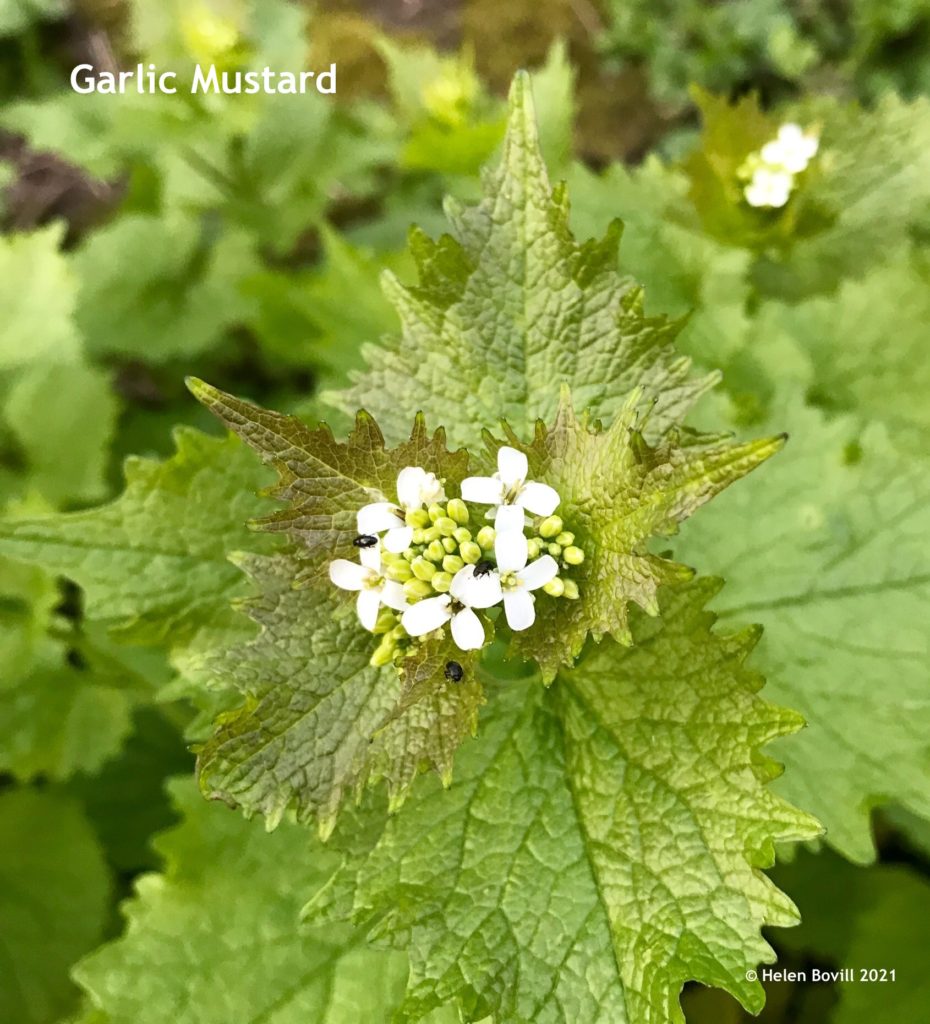 garlic mustard