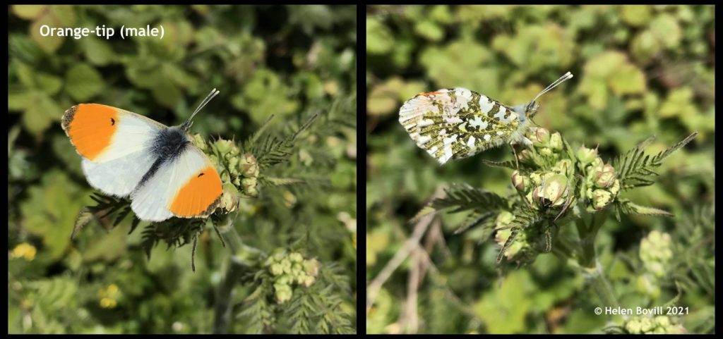 orange tip