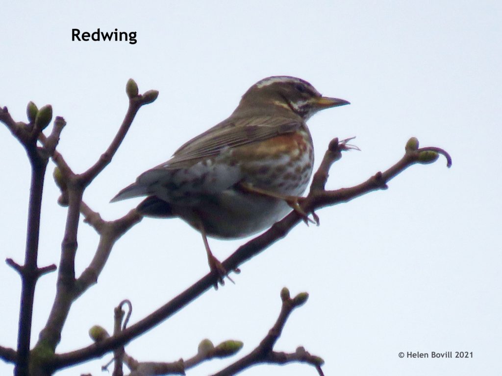 redwing