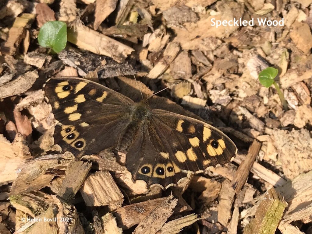 speckled wood