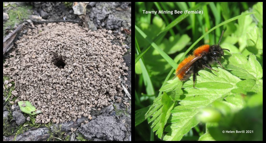 tawny mining bee