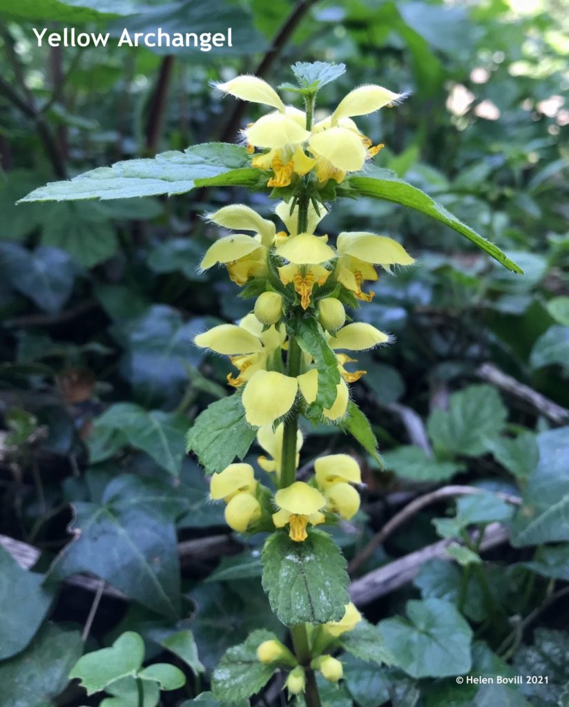 yellow archangel