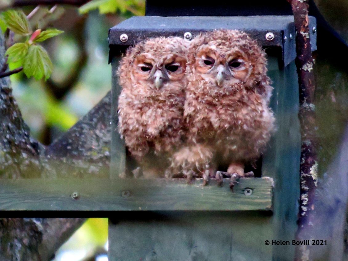 Owlets