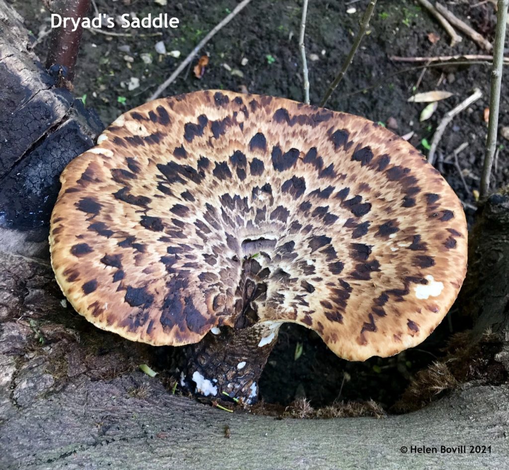 Dryad's Saddle fungi