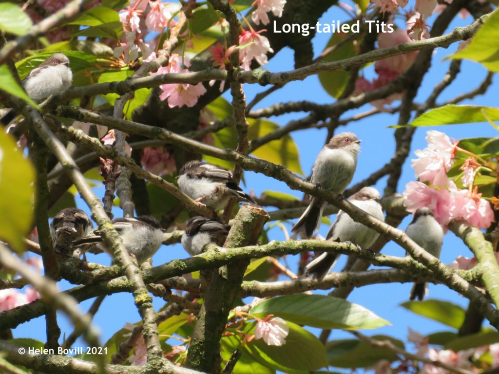 Long-Tailed Tits