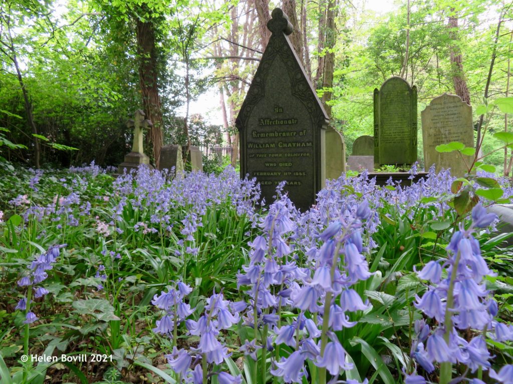 Bluebells in the Cemetery