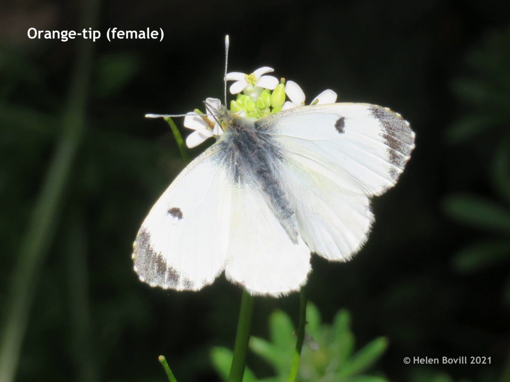 Orange-Tip female