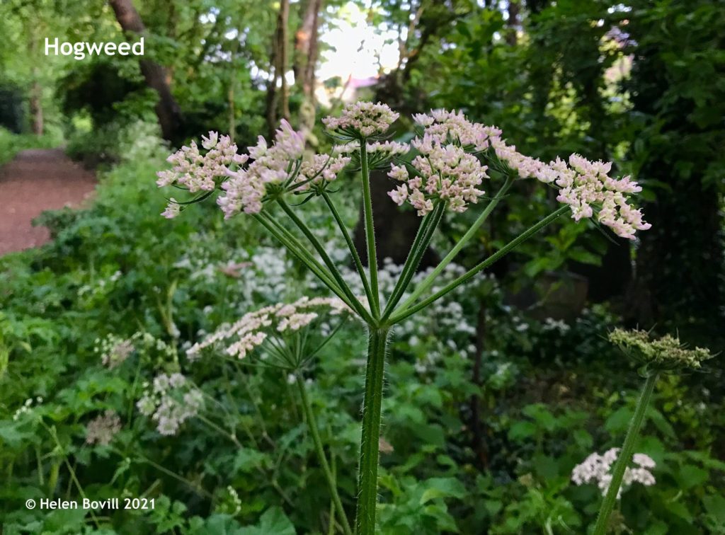 Hogweed