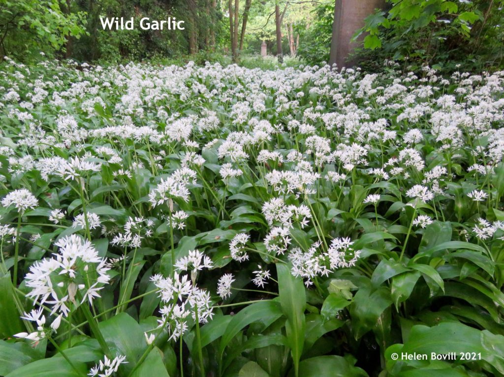 Wild Garlic field