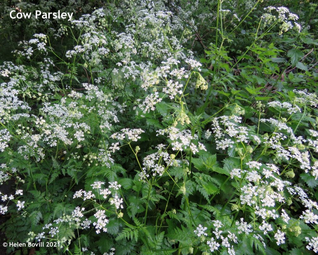 Cow Parsley