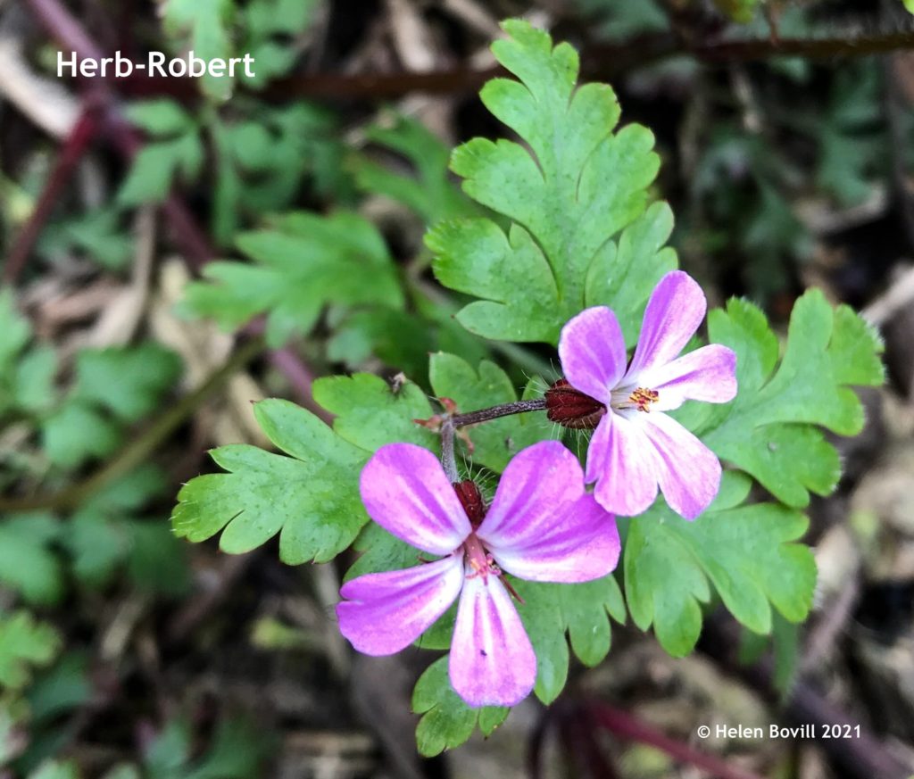 Herb Robert