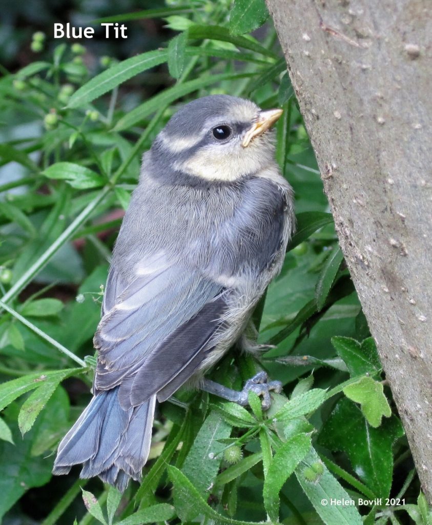 young blue tit