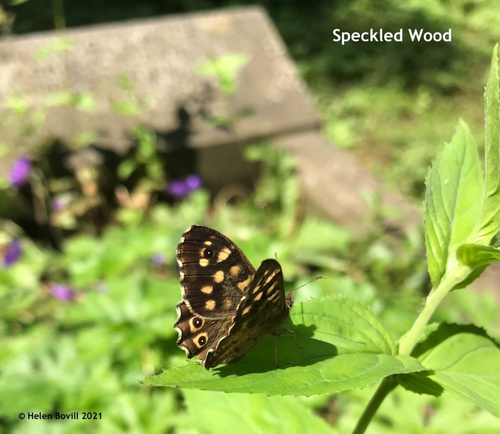 Speckled Wood butterfly