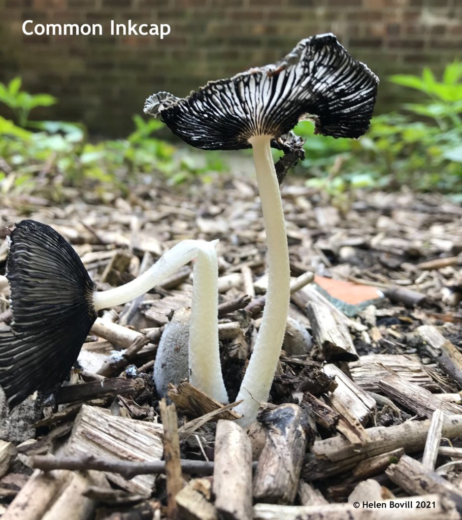 Inkcap fungi