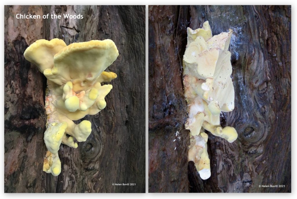 Chicken fungus