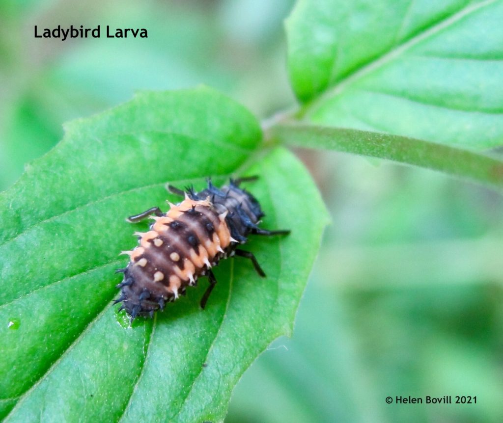 Ladybird larva