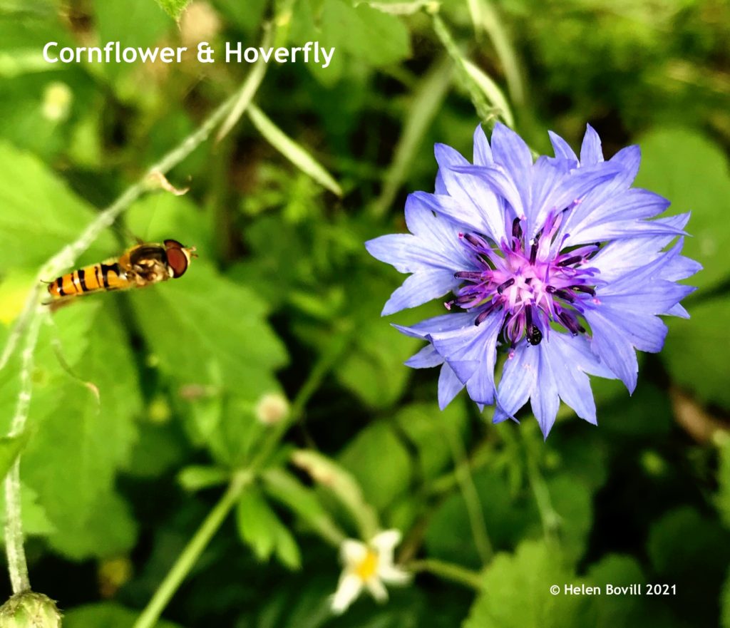Cornflower and hoverfly