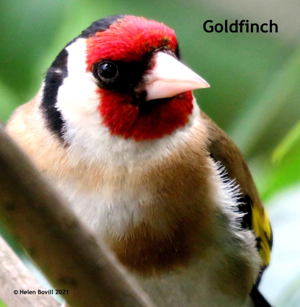 Goldfinch