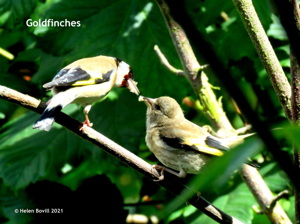 Goldfinches