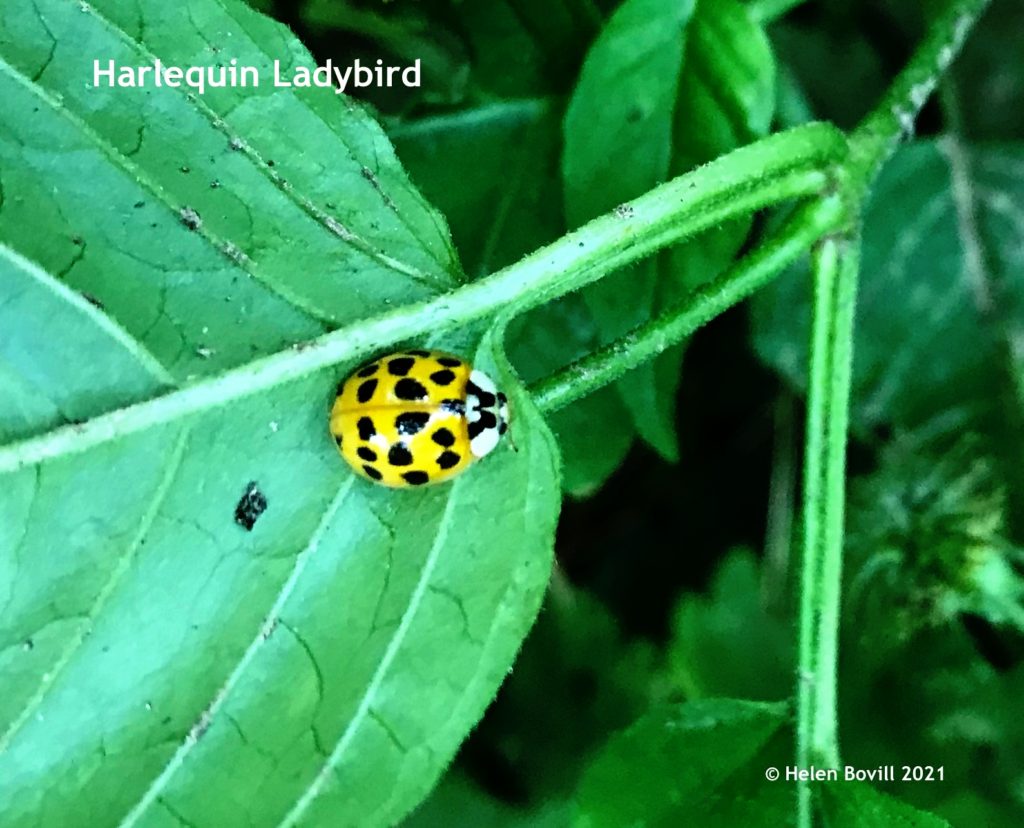 Harlequin Ladybird