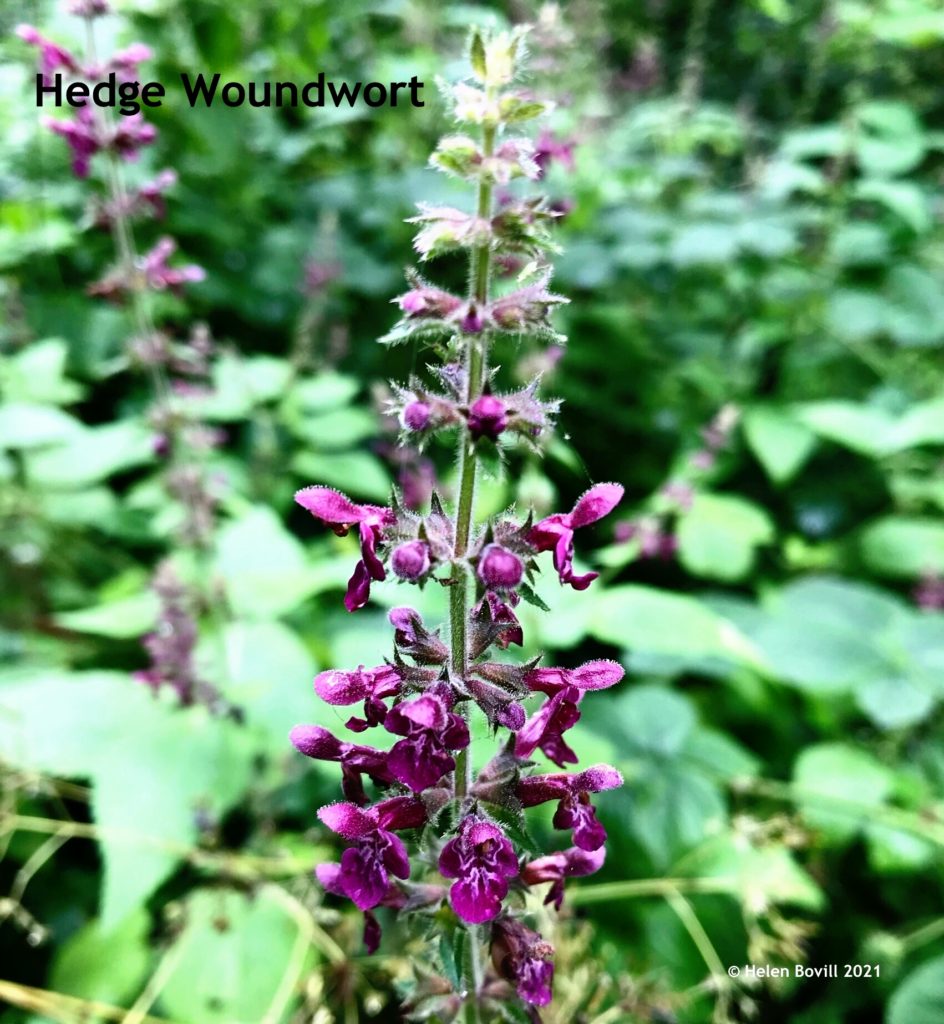 Hedge Woundwort