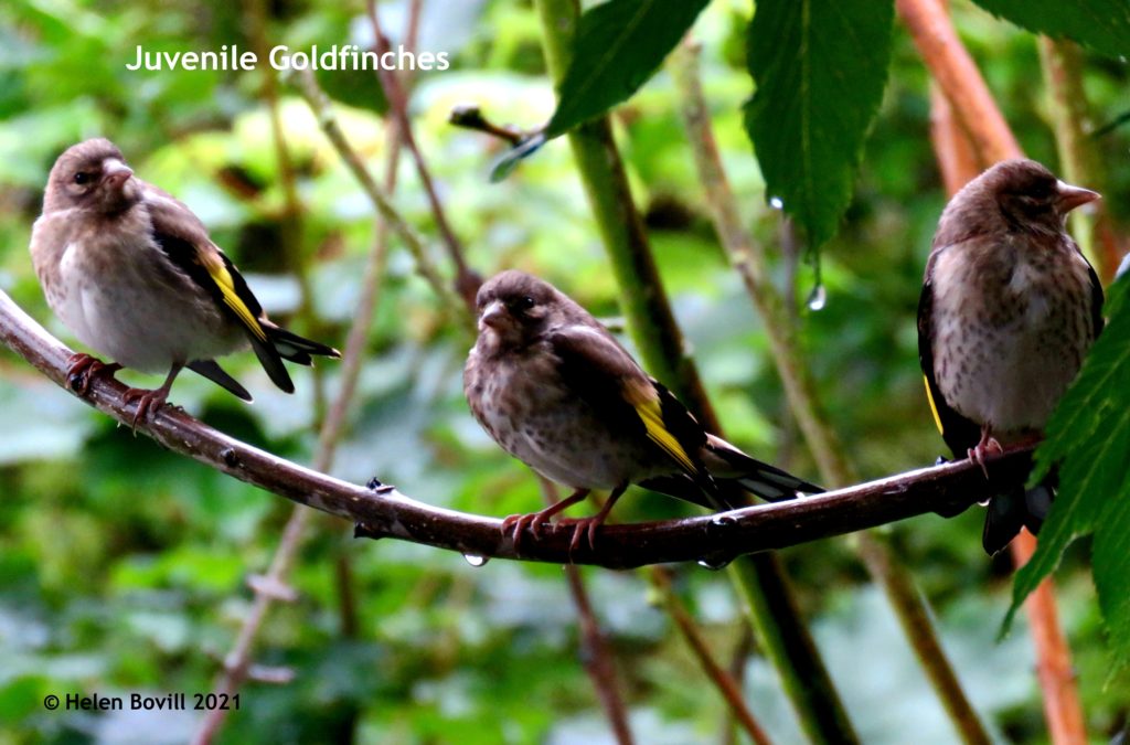 Juvenile goldfinches