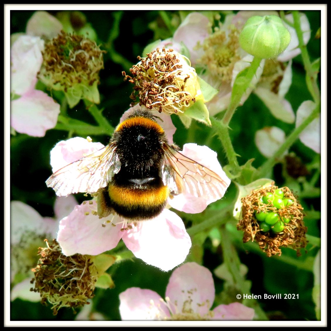 Bee on flower