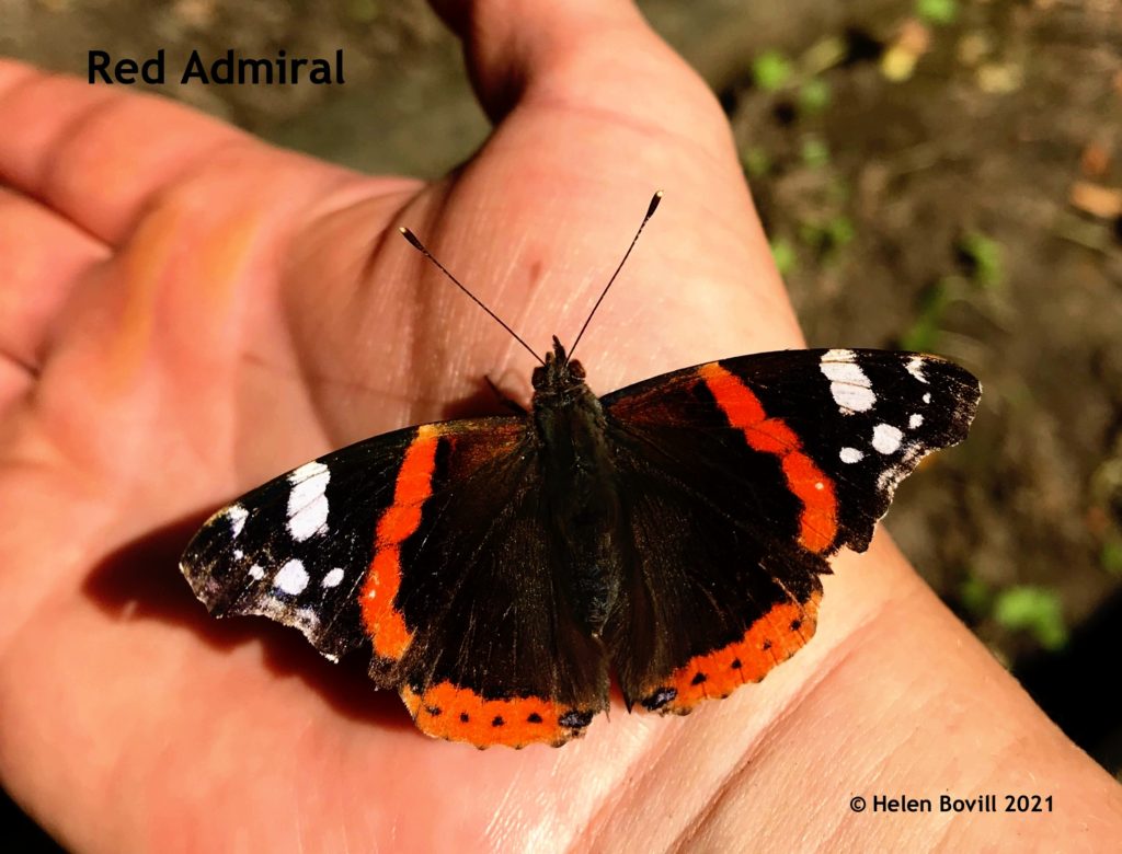 Red Admiral 2