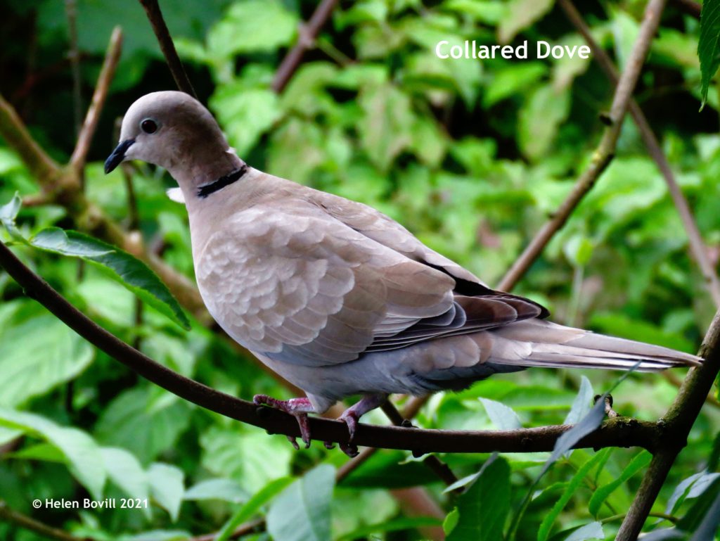 collared dove