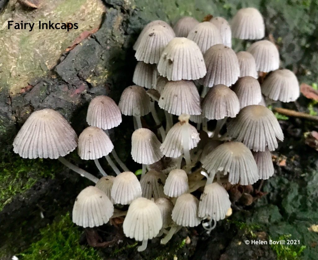 fairy Inkcaps