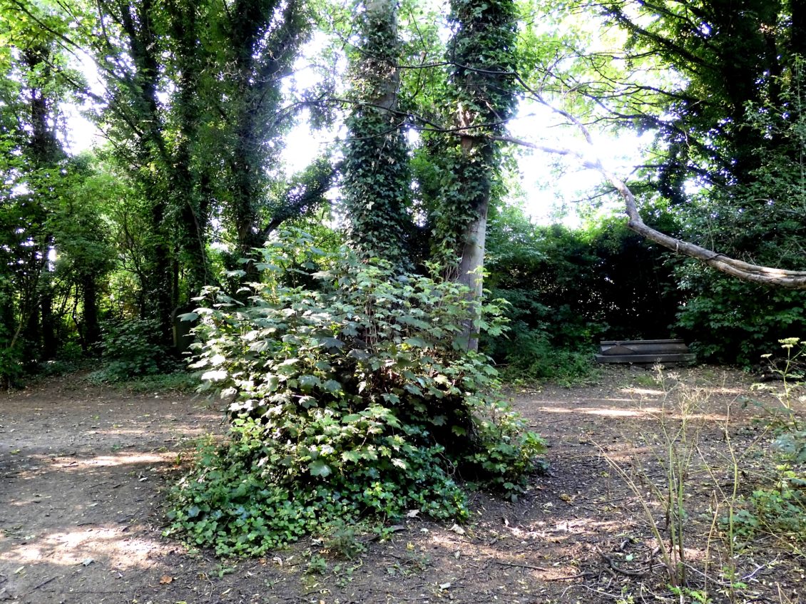 the sycamore that has destroyed the stone