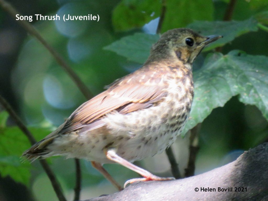 Juvenile Song Thrush