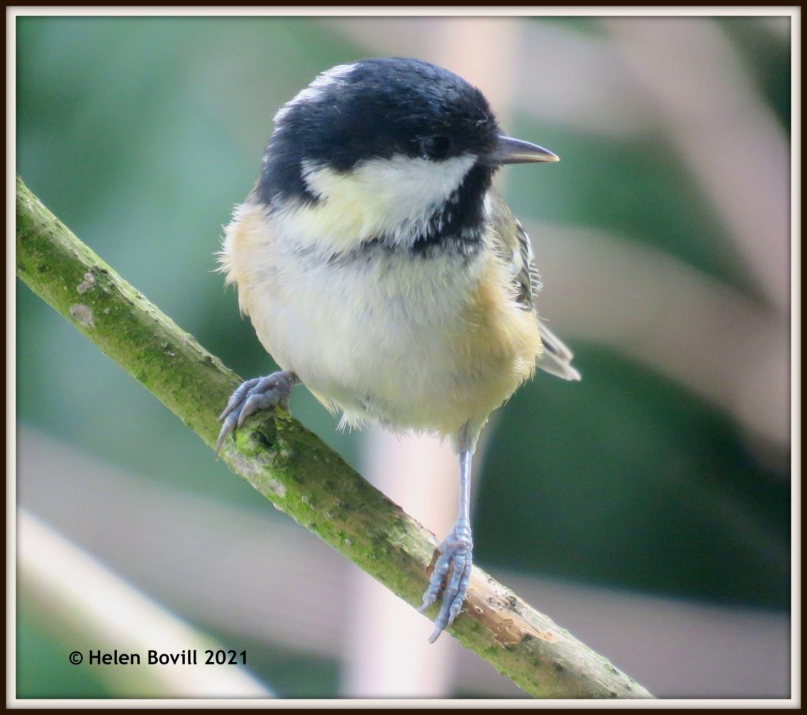 Coal Tit