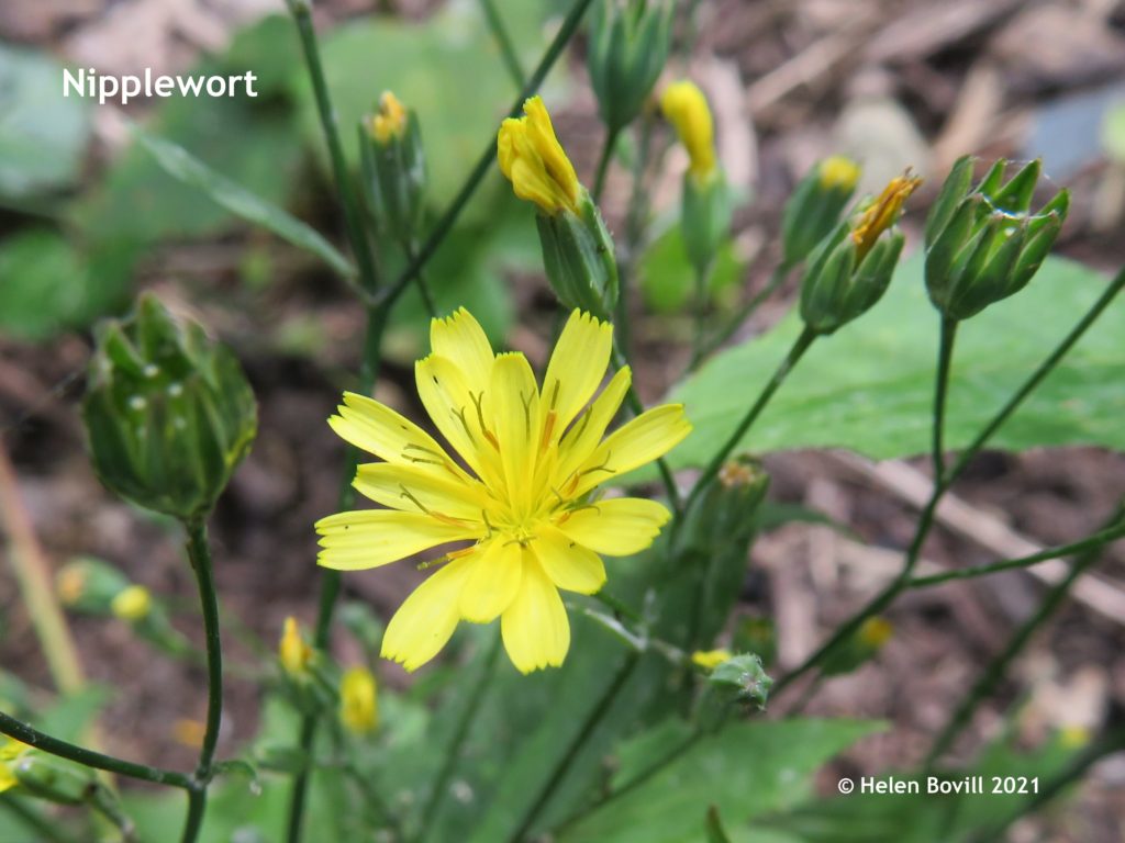 Nipplewort