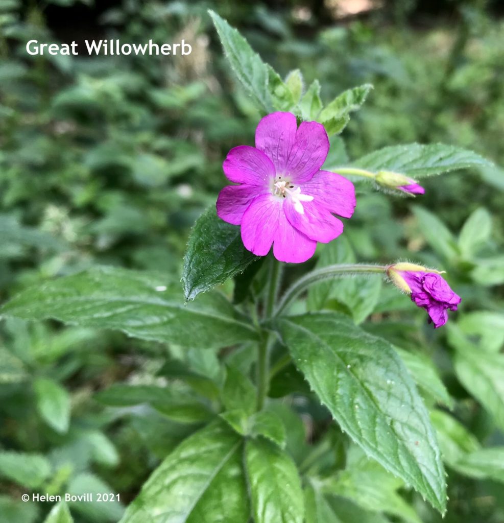 Great Willowherb