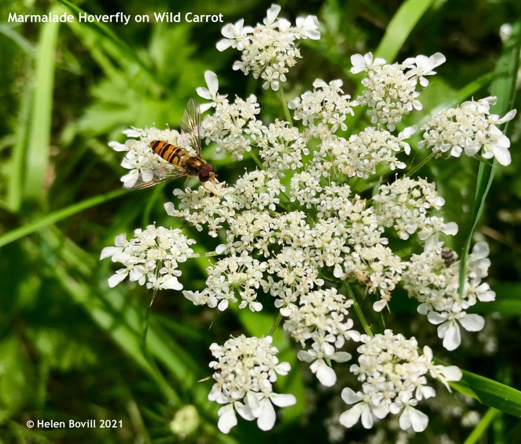 Marmalade Hoverfly on Wild Carrot