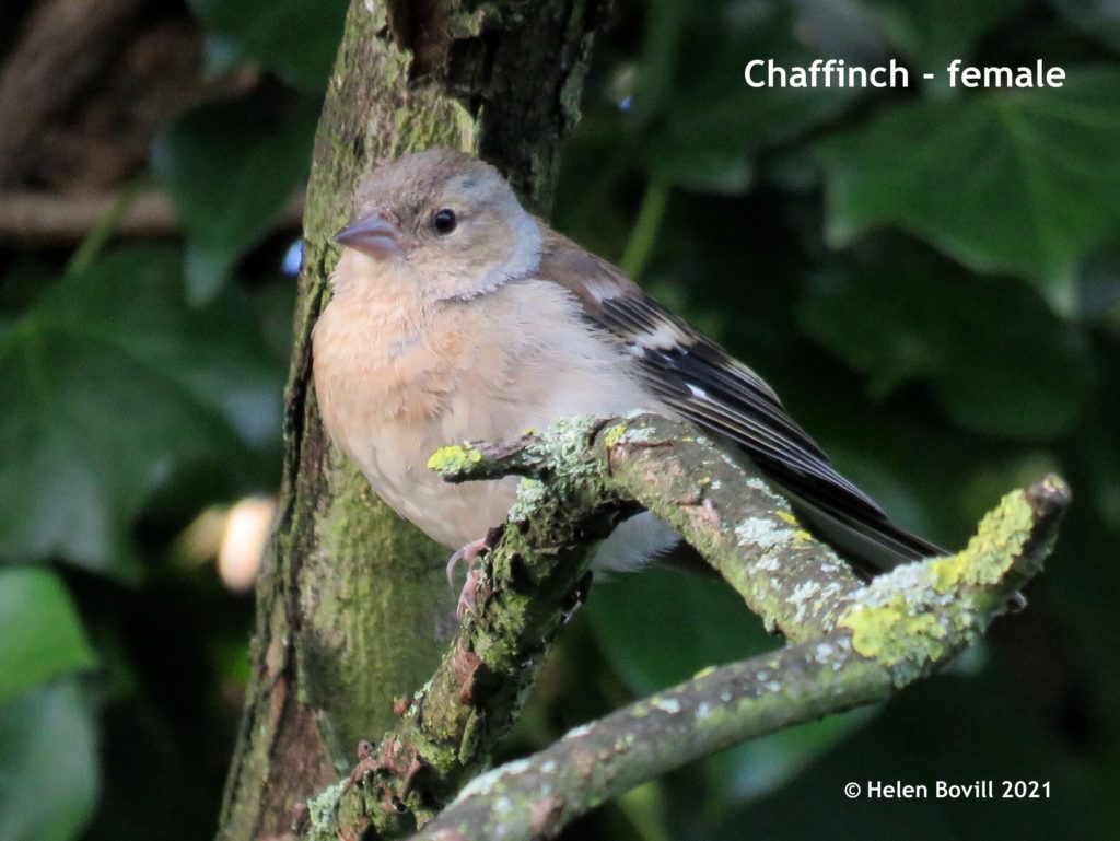 Female Chaffinch
