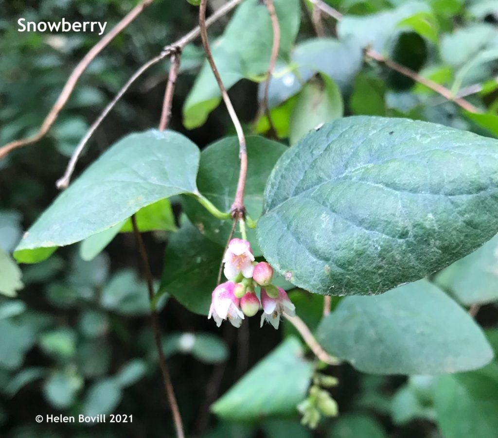 Snowberry