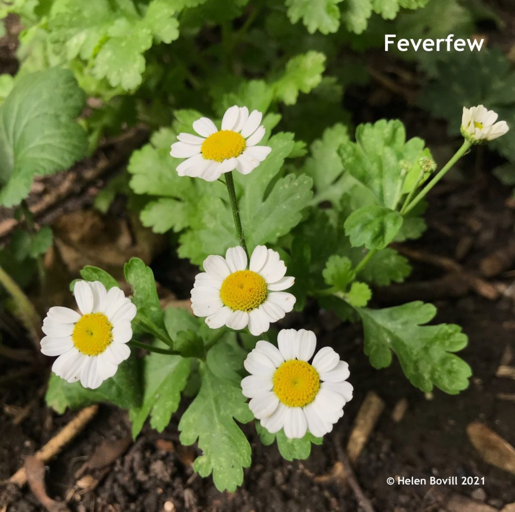 Feverfew